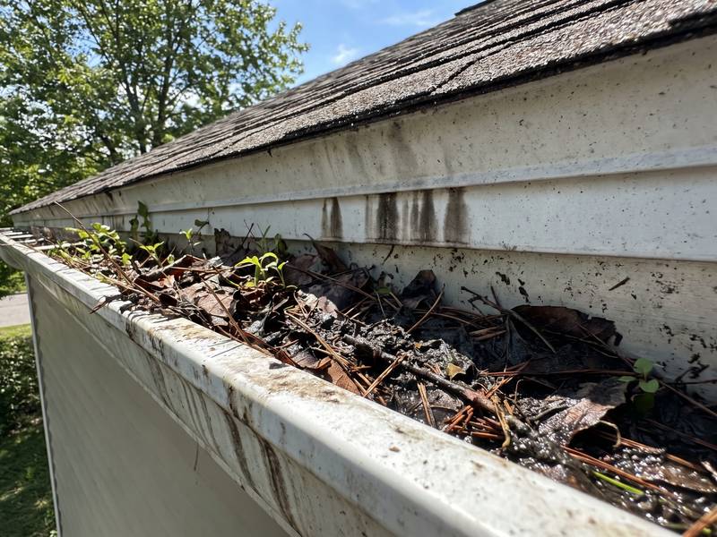 A residential rain gutter packed with decomposed leaves, pine needles and black sludge, with weeds sprouting out of the debris